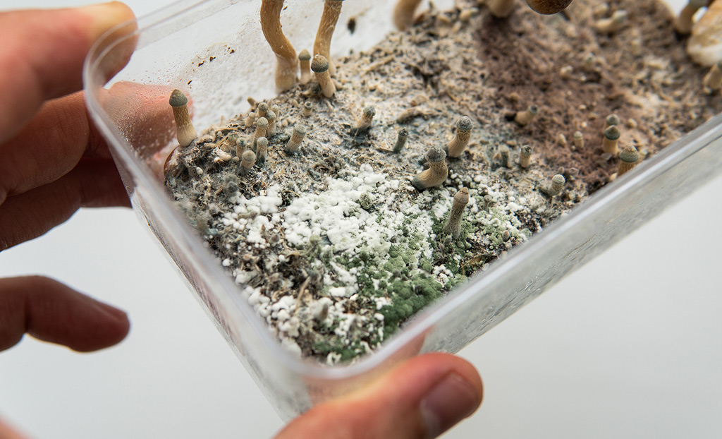 moisissure verte dans un kit de culture de champignons magiques.