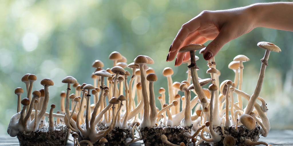 Champignons magiques sur le rebord de la fenêtre. Une main semble les cueillir.