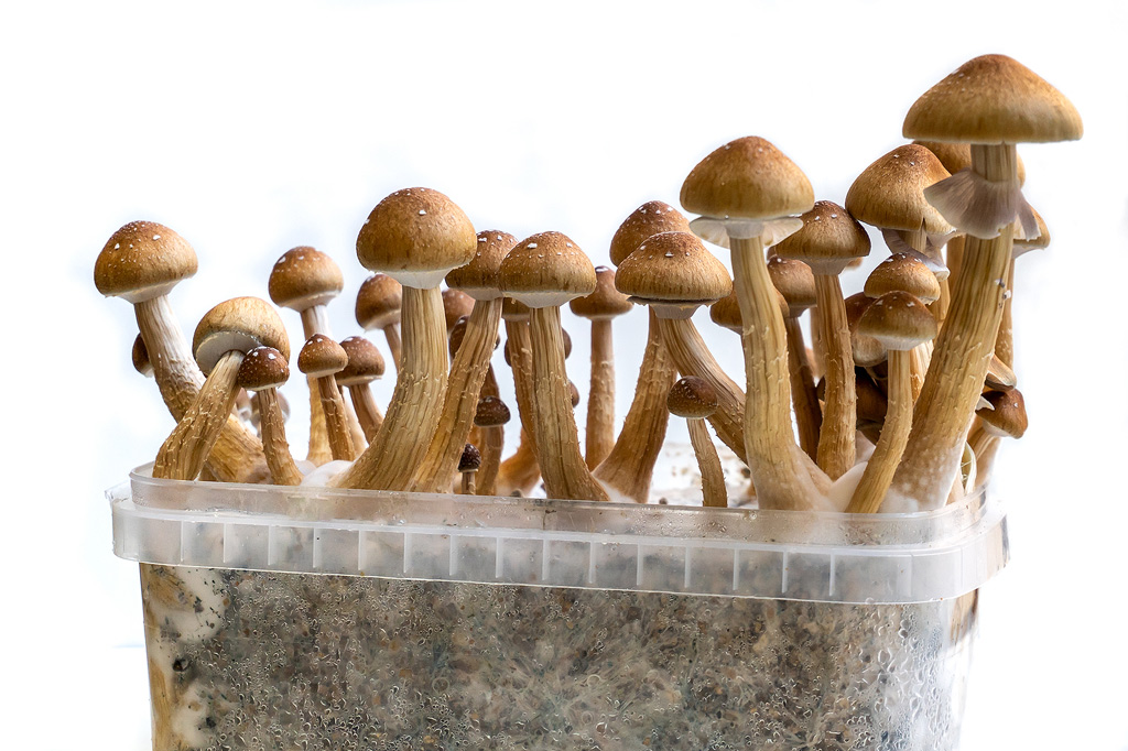 Kit de culture de champignons magiques Golden Teacher