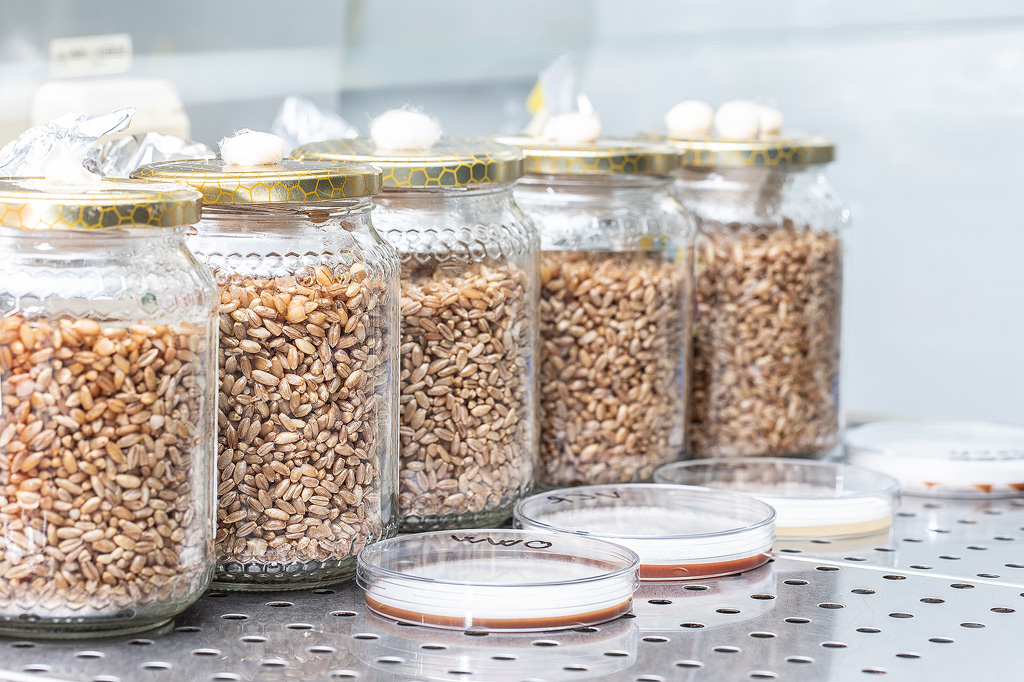 une photo d'un laboratoire de champignons typique à petite échelle.