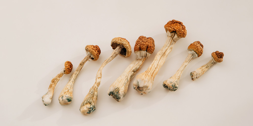 Champignons Psilocybe cubensis seches.