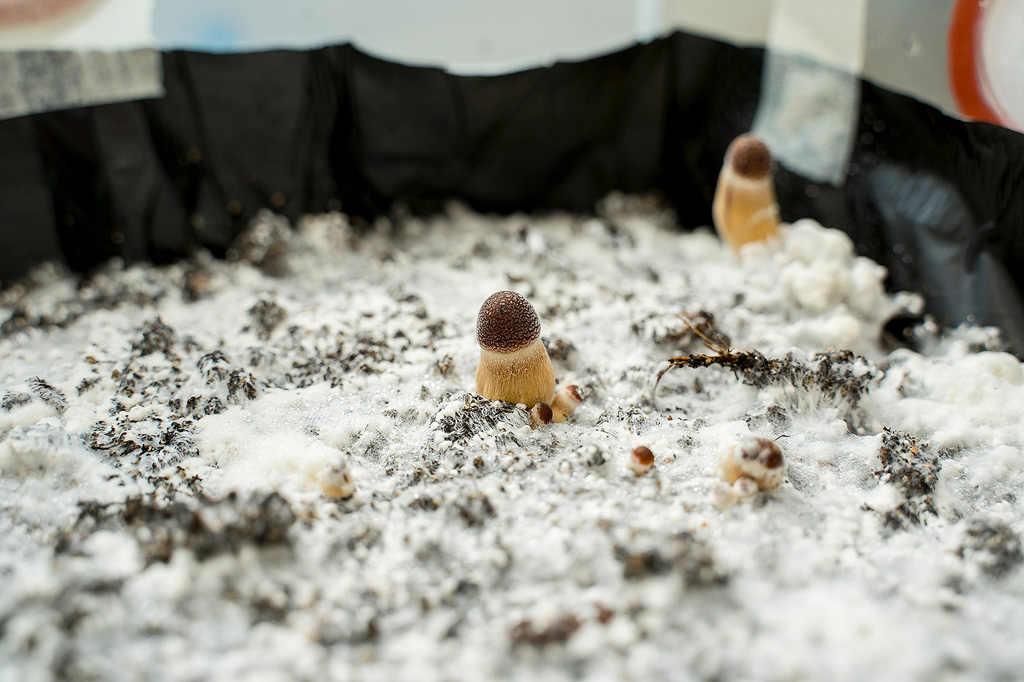 un ensemble de culture de champignons est sur le point de produire. Cela se voit aux jeunes champignons et à la couverture totale du sol par le mycélium blanc