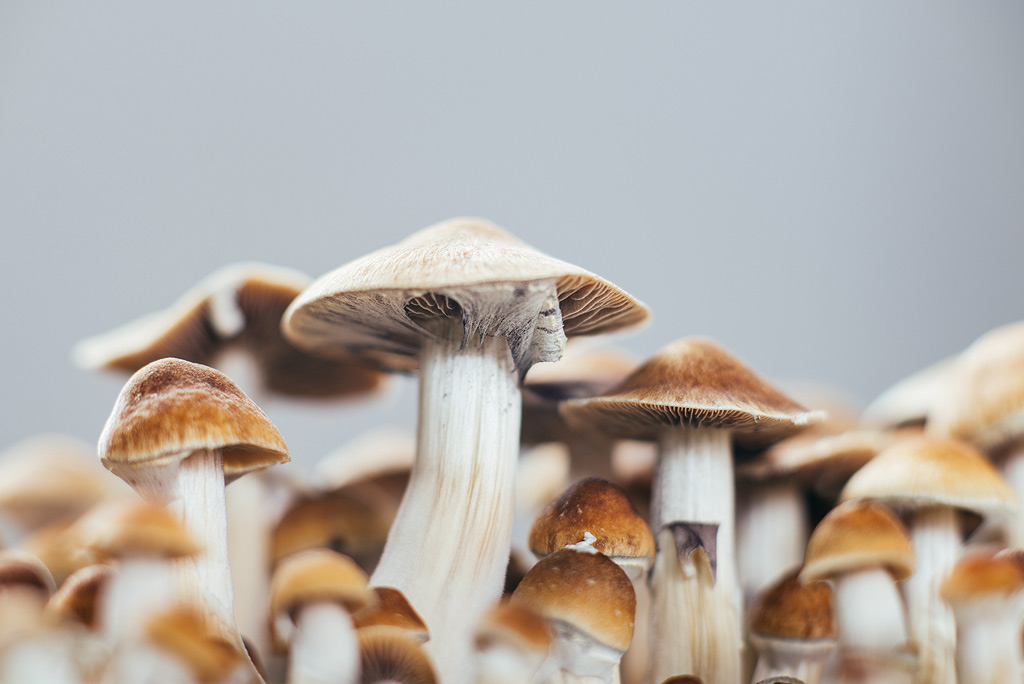 le voile se détachant sous le chapeau des champignons signale le moment idéal pour récolter les champignons