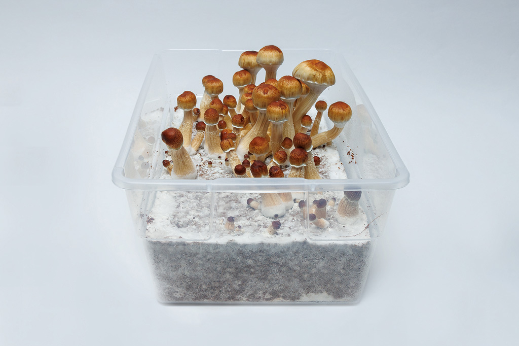 cultiver des champignons dans un monotub