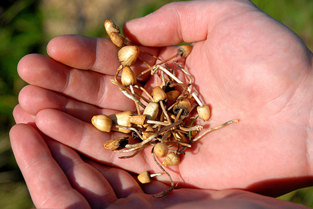 Psilocybe lancéolé - Psilocybe semilanceata