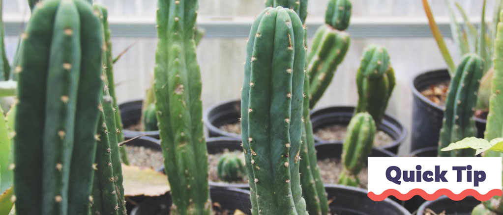 Comment Faire des Boutures de San Pedro Cactus | Quick Tip