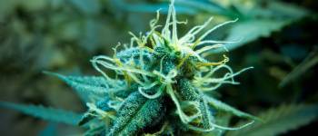 7 conseils pour Plante de Cannabis Femelle en Floraison