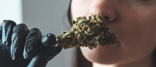 Top 7 des Variétés de Cannabis qui Sentent le plus fort