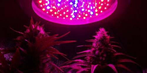 Lampe de culture LED pour cannabis : avantages et inconvénients