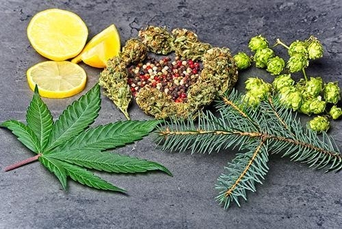 Effets du cannabis : Quels effets le cannabis peut-il avoir sur ...