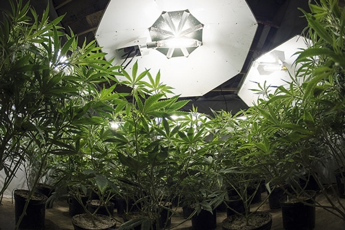 Plantes de cannabis sous la lumière de culture - Quelle doit être