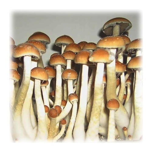 paddo's golden teacher (Psilocybe aurumescens)