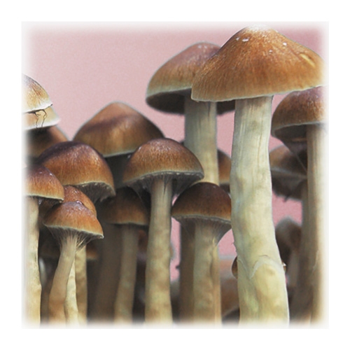 paddo's mckenna (psilocybe mckennaii)