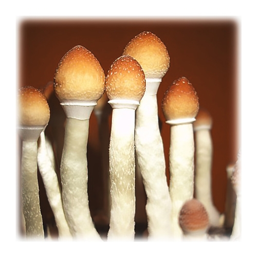 paddo's thai (psilocybe cubensis)