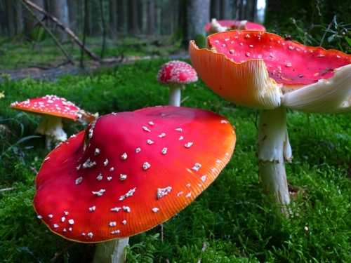 vliegenzwam - amanita muscaria