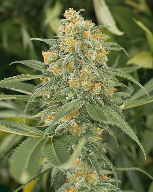 Plante de cannabis - Green Crack de Humboldt Seeds