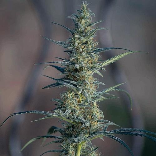 Plante de cannabis Candida CD-1 de Medical Marijuana Genetics