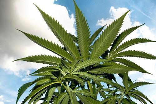 La plus grande plante de cannabis