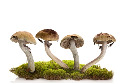 champignons hallucinogènes sur de la mousse