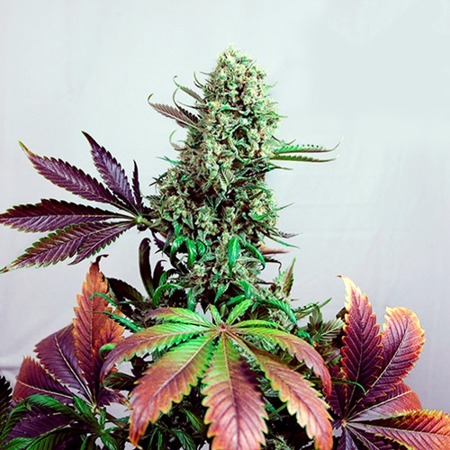 feuilles de cannabis