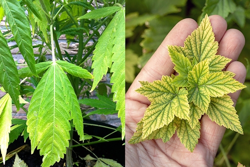 feuilles de cannabis