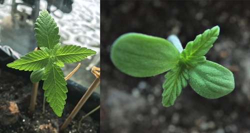 feuilles de cannabis