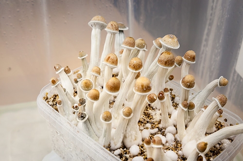 Kit de Culture de Champignons Magiques Golden Teacher (Ready-to-Grow  Growkit)