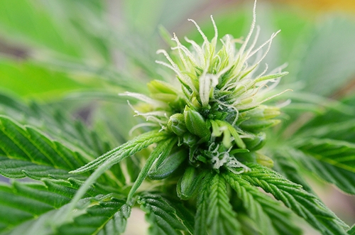 Comment soutenir les plantes de cannabis en plein air - Fast Buds