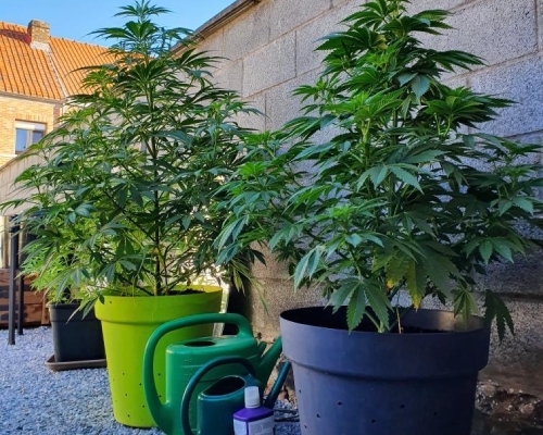 Terreau pour cannabis pas cher - Grow Barato