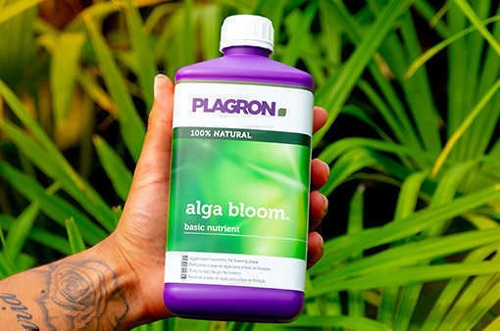 Plagron Alga Bloom