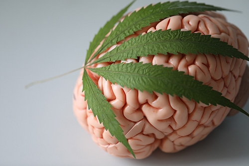 Cannabis leaf covering brain