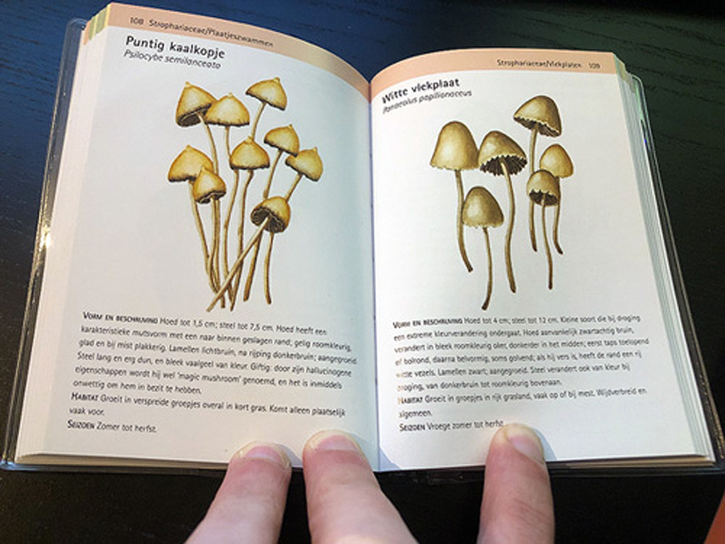 Guide des champignons