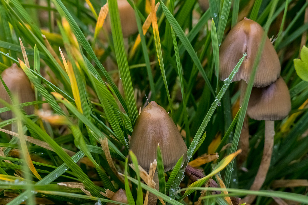 Psilocybe à pointe aiguë dans l'herbe