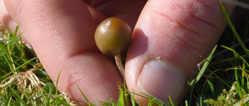 Recherche Psilocybe Fer de Lance & Autres Champignons