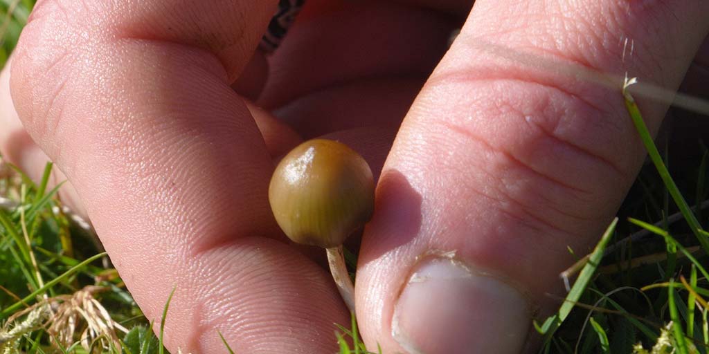 Psilocybe semilanceata sauvage