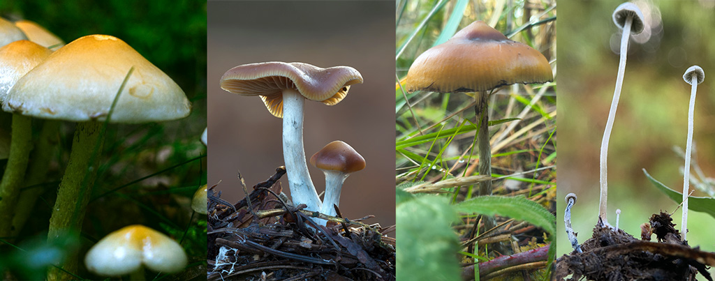 De gauche a droite: Psilocybe cubensis, Psilocybe cyanescens, Psilocybe azurescens (remarque la pointe) et le Panaeolus cyanescens blanc et elance.