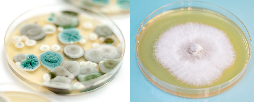 Comparer 2 boites de Petri. A gauche, une boite contaminee avec plusieurs couleurs de moisissure. A droite, une boite avec une culture reussie.