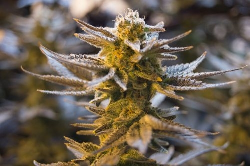 Cultiver Une Plante De Cannabis Dutch Headshop