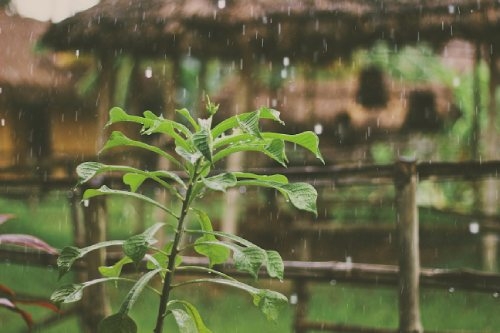 L'eau De Pluie Pour Vos Plantes De Cannabis Dutch Headshop