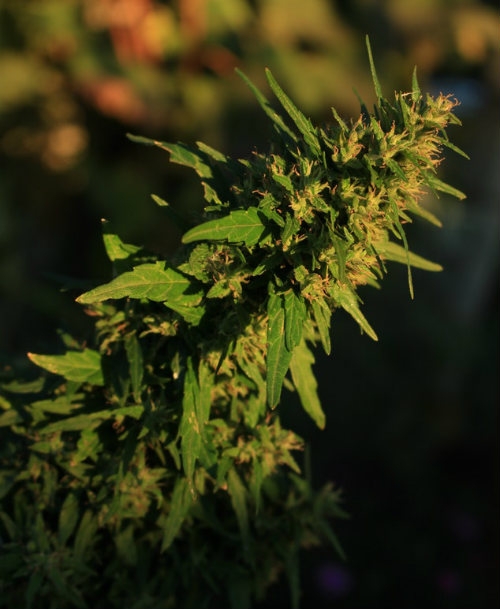 Plante De Cannabis A L'extérieur Dutch Headshop