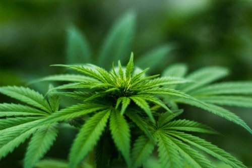 Plante De Cannabis Dutch Headshop