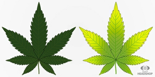 Problemes De Feuilles De Plante Cannabis Partie 2 Reconnaitre Les Carences Informations