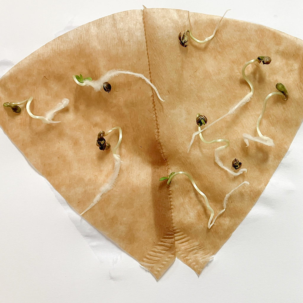 graines germées dans un filtre à café