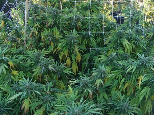 cannabis trellis