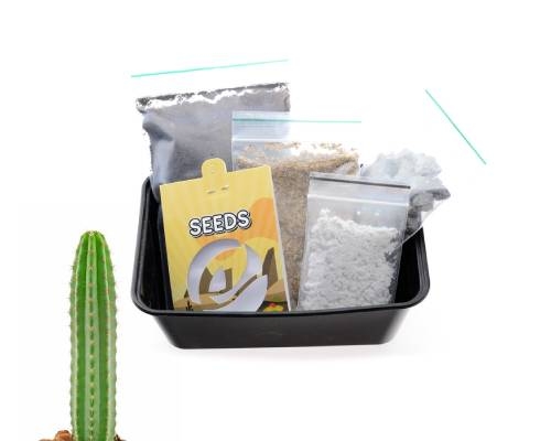 san pedro cactus growkit