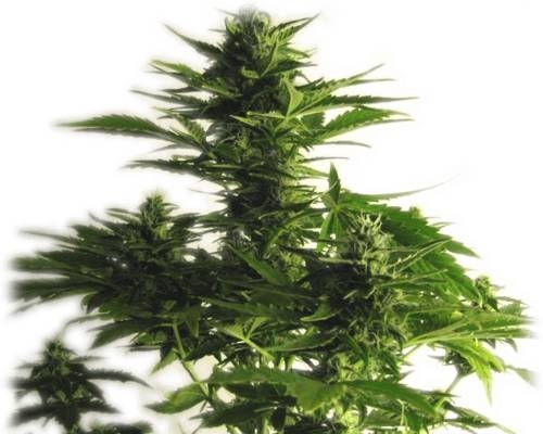 Lowryder strain cannabis
