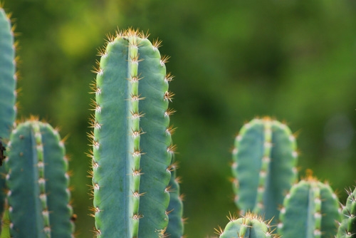 Cactus San Pedro