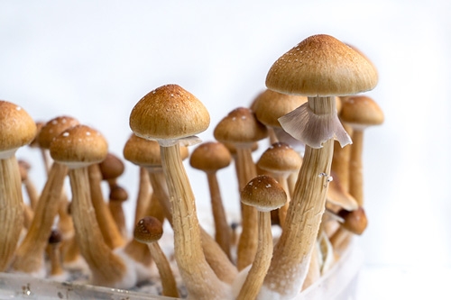 Kits de culture de champignons hallucinogènes