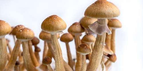 La vérité sur la culture des champignons