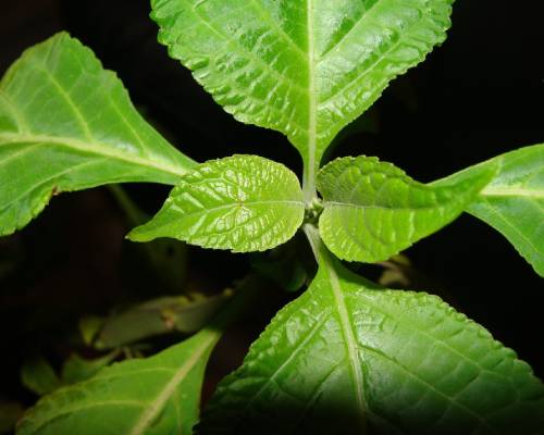 salvia divinorum